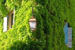 viriginia-creeper-2239863_960_720